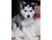 Husky siberianos grises y negros ojos claros y tbn con heterocromia