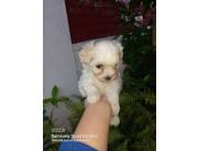 My pet veterinaria vende tiernos y cariñosos cachorros maltes miniatura