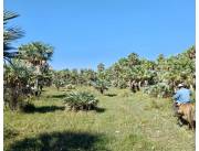 Campo Agricola/Ganadero en Ninfa sobre Ruta 12 - 3500 Ha.