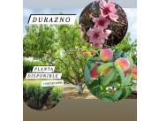 Planta de Durazno