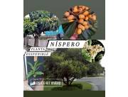 Planta de Nispero