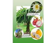 Planta de Pitahaya