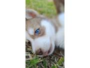 Cachorros Husky Siberiano de Ojos azules