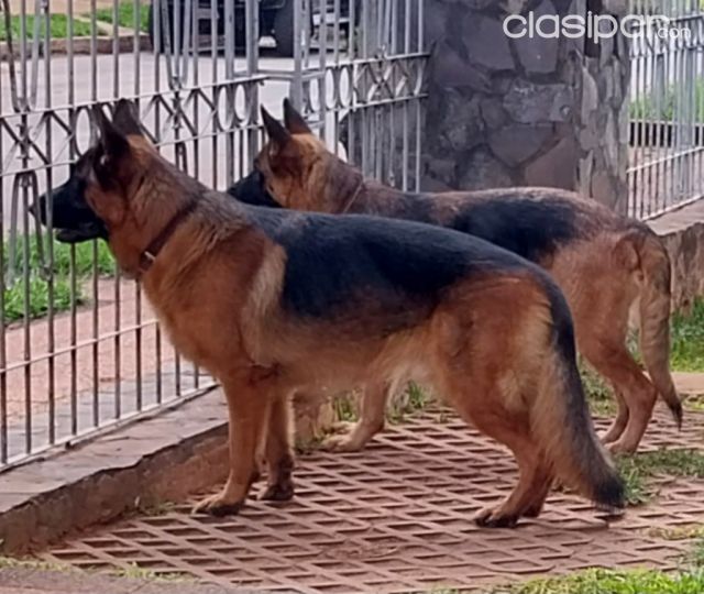Perros - Gatos - PASTOR ALEMAN - PADRES REGISTRADOS
