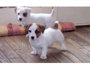 Hermosos cachorros Jack Russell