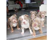 Dulces y encantadores cachorros de pit bull en adopción