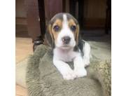 Lindos cachorros Beagle en adopción