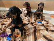 Cachorros doberman pinscher en adopción