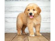 Cachorros de Golden Retriever entrenados en casa ahora están listos para ser adoptados