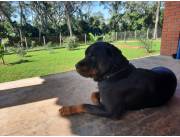 Rottweiler Aleman , Rotweiler Cachorro Puro,Macho y hembras cachorro Nacido 29 Junio 2025 Rottweiler Aleman , Rotweiler Cachorro Puro,Macho y hembras cachorro Nacido 29 Junio 2025