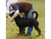 Cachorros Rottweiler Registrados X el Paraguay Kennel Club