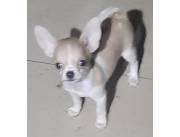 Hermoso Chihuahua macho