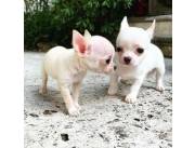 Dos adorables cachorros chihuahua disponibles