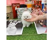 Juguetones cachorros de Pomerania Teacup blancos disponibles