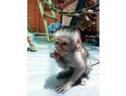 Los monos bebés capuchinos están listos para partir