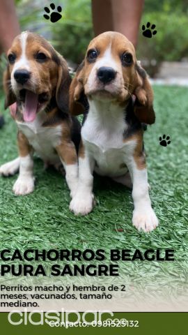Perros - Gatos - Beagle pura sangre!!