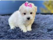 Caniche mini toy poodle