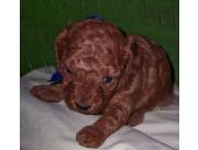 Caniche Rojo. Red Poodle. Lhasa Apso.