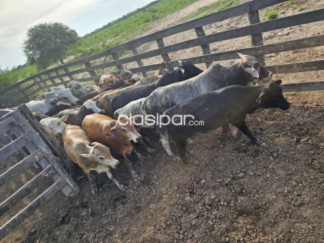 Vendo HERMOSA Estancia en Boquerón | Clasipar Propiedades rurales - Vendo HERMOSA Estancia en Boquerón