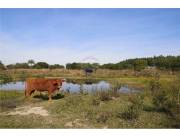 EN VENTA CAMPO DE 52 HAS EN YBYCUI EN VENTA CAMPO DE 52 HAS EN YBYCUI