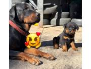 ROTTWEILER ROTTWEILER