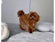 Cute Maltipoo Puppies Cute Maltipoo Puppies