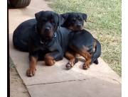 ROTTWEILER ALEMÁN, PURO, CACHORROS HEMBRAS y MACHOS ROTTWEILER ALEMÁN, PURO, CACHORROS HEMBRAS y MACHOS