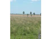 VENDO hermoso campo de 422 has VENDO hermoso campo de 422 has