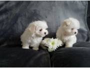 Cachorros malteses disponibles (WhatsApp +1(330) 910 0534) Cachorros malteses disponibles (WhatsApp +1(330) 910 0534)