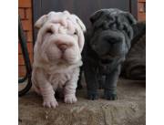 Preciosos cachorros Shar-Pei Chinos en adopción. Preciosos cachorros Shar-Pei Chinos en adopción.