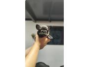 BULLDOG FRANCES HEMBRA ATIGRADA BULLDOG FRANCES HEMBRA ATIGRADA