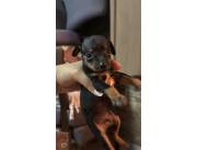 Cachorros pincher negro número 1 Cachorros pincher negro número 1