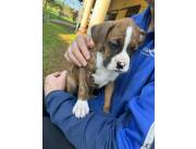 Puro Boxer y Boxer / Dobermann Mix en venta Puro Boxer y Boxer / Dobermann Mix en venta