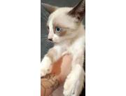 Vendo hermoso gato siames sagrado de birmano Vendo hermoso gato siames sagrado de birmano