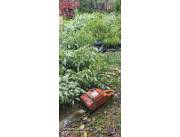 Poda de arboles con camión para retiro del mismo Poda de arboles con camión para retiro del mismo