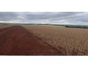 SANTA ROSA DEL MONDAY, ALTO PARANÁ: 1.000 HAS, TIERRA ROJA MECANIZADA, 18.000 USD/HA. SANTA ROSA DEL MONDAY, ALTO PARANÁ: 1.000 HAS, TIERRA ROJA MECANIZADA, 18.000 USD/HA.
