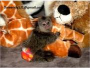 Crías de monos tití disponibles. Crías de monos tití disponibles.