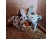 Gallinas de Raza Brahma Gallinas de Raza Brahma