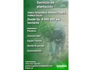 Servicios de forestación y reforestación Servicios de forestación y reforestación