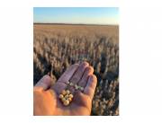 Estancia/Campo - Venta - San Pedro Del Paraná, Paraguay Estancia/Campo - Venta - San Pedro Del Paraná, Paraguay