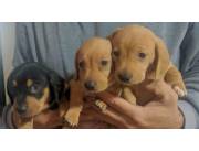 Perritos salchichas teckel disponibles 💕 Perritos salchichas teckel disponibles 💕