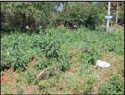 VENDO TERRENO EN YPANE PASOS DE ORO VENDO TERRENO EN YPANE PASOS DE ORO