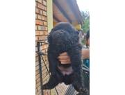 Hermosos cachorros Chow Chow Hermosos cachorros Chow Chow