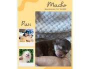 Lulu de pomerania Lulu de pomerania