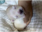 Lulu d pomerania hembra Lulu d pomerania hembra