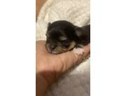 Hembras - Lulu de pomerania Hembras - Lulu de pomerania