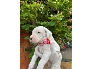 DOGO ARGENTINO HEMBRA Y MACHO DOGO ARGENTINO HEMBRA Y MACHO