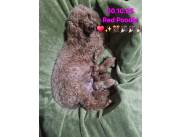 Caniche Red Poodle con Pedigree Caniche Red Poodle con Pedigree