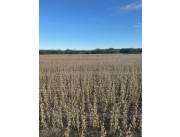 Alquilo Campo Agricola en General Diaz - 17600 Ha. Alquilo Campo Agricola en General Diaz - 17600 Ha.