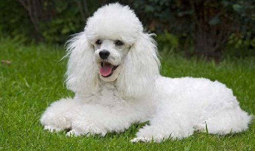 Floppy Cachorros